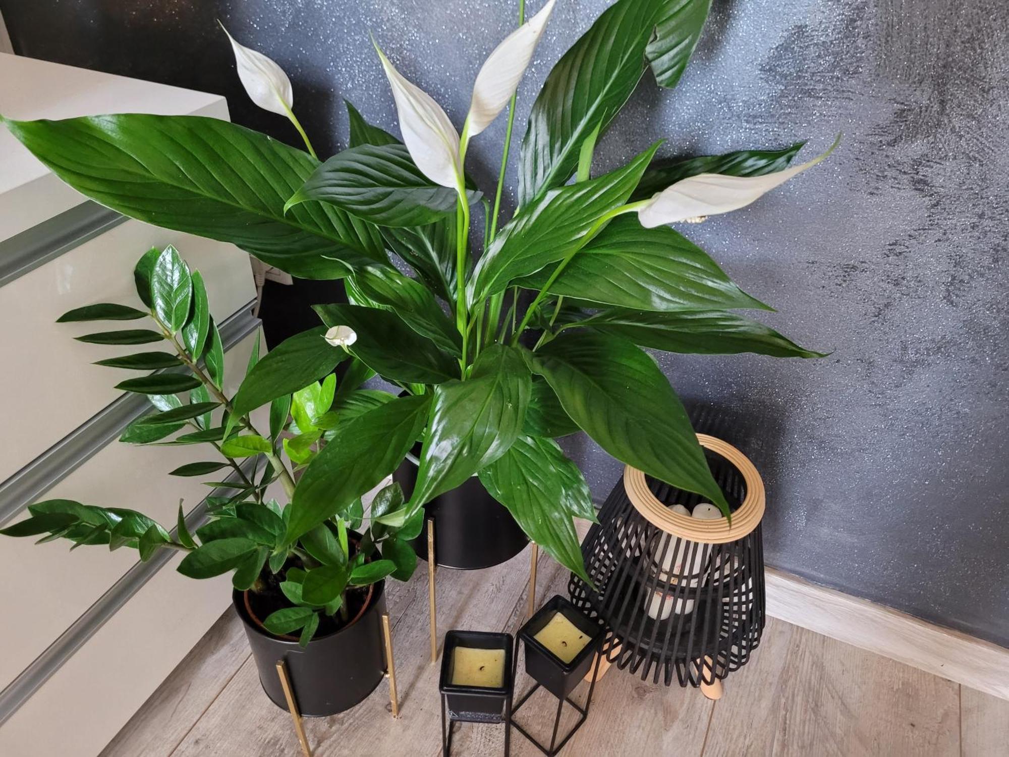 Apartament Lilla Jelení Hora Exteriér fotografie